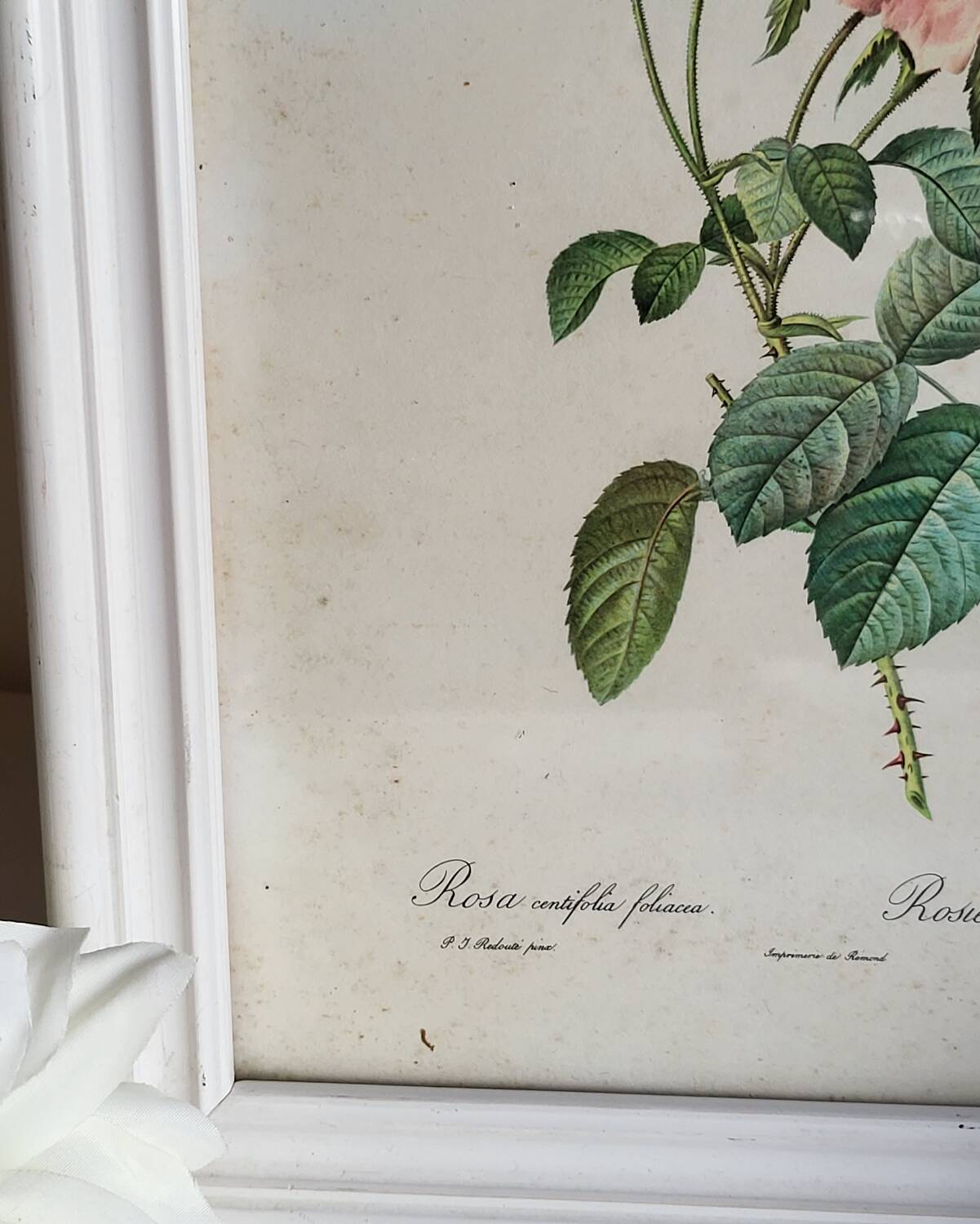 PJ Redouté - illustration botanique - Rosier à cent feuilles, Imp de R