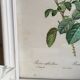 PJ Redouté - illustration botanique - Rosier à cent feuilles, Imp de R