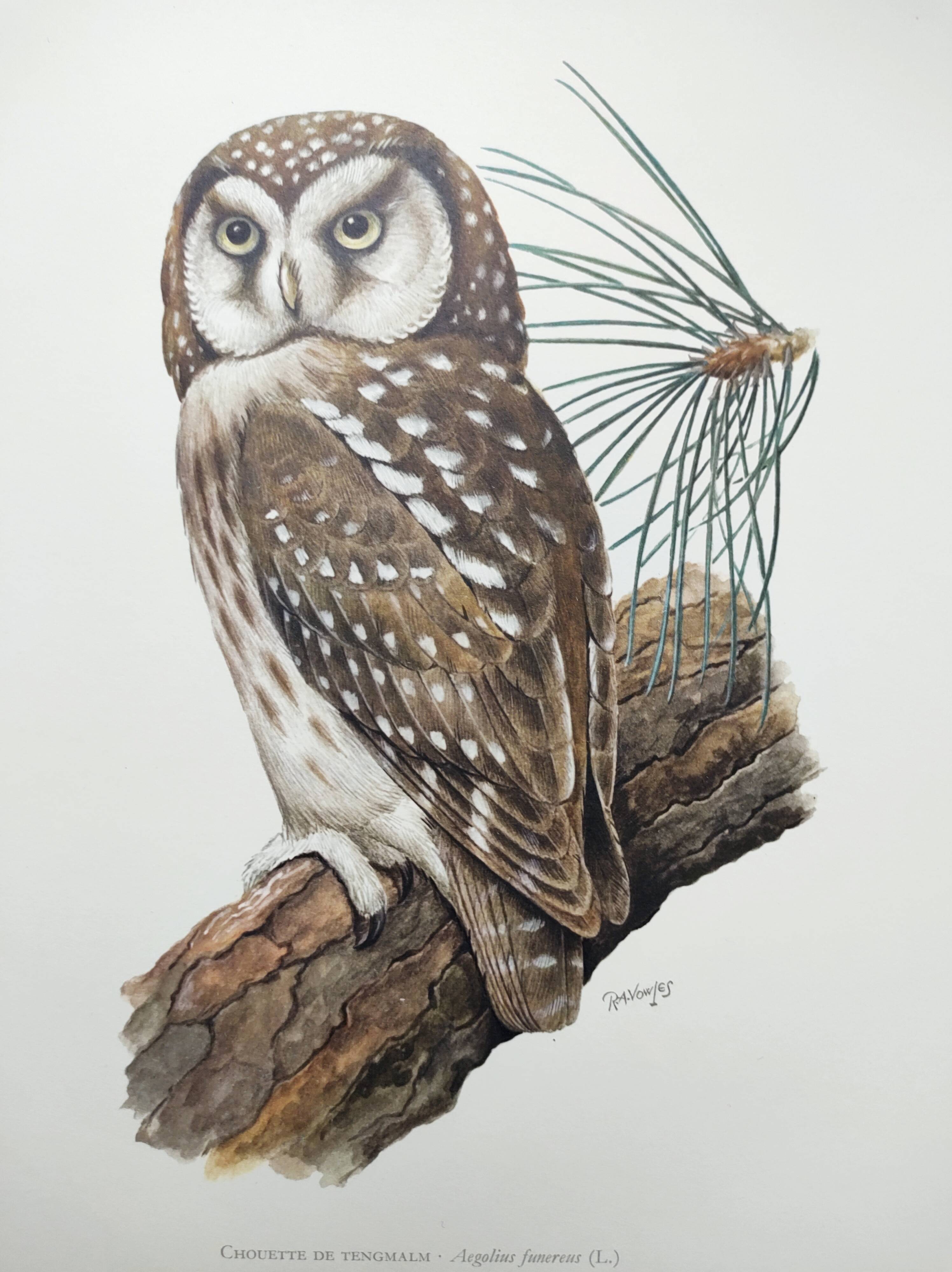 Planche ancienne oiseaux Années 1960 - Chouette de Tengmalm - Hibou