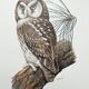 Planche ancienne oiseaux Années 1960 - Chouette de Tengmalm - Hibou