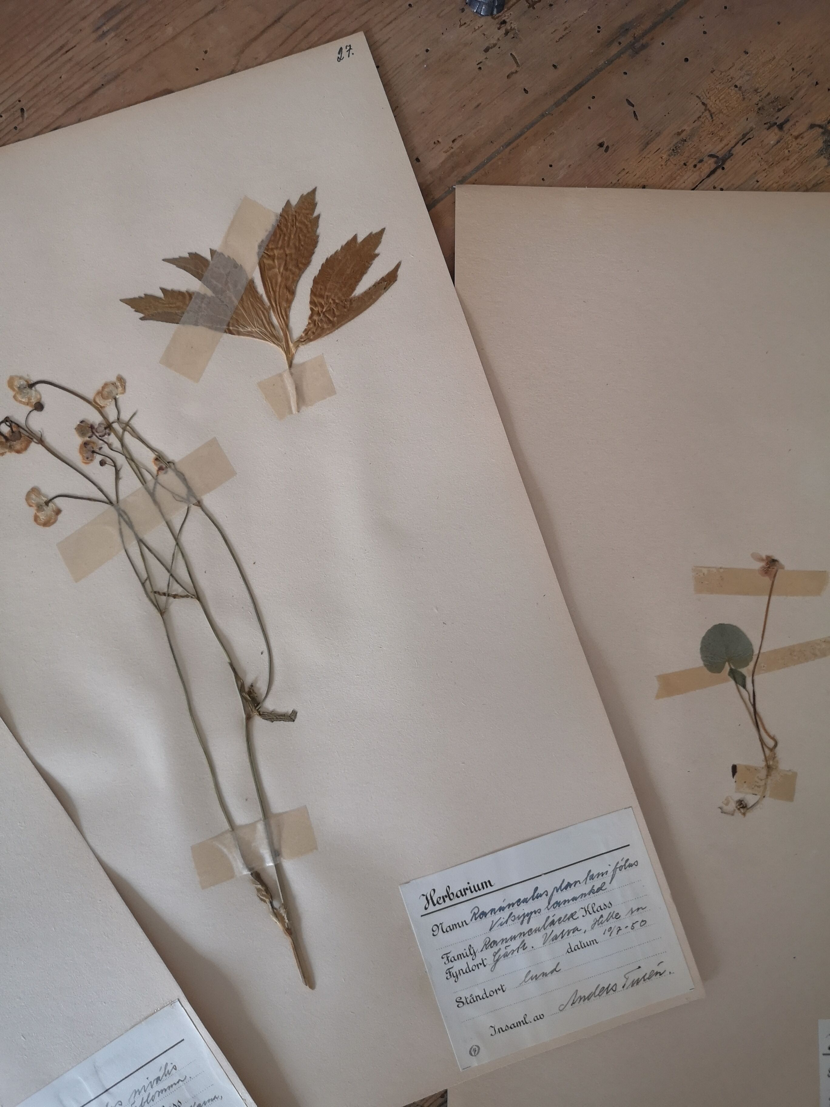 Ancient Swedish herbarium boards