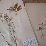 Ancient Swedish herbarium boards