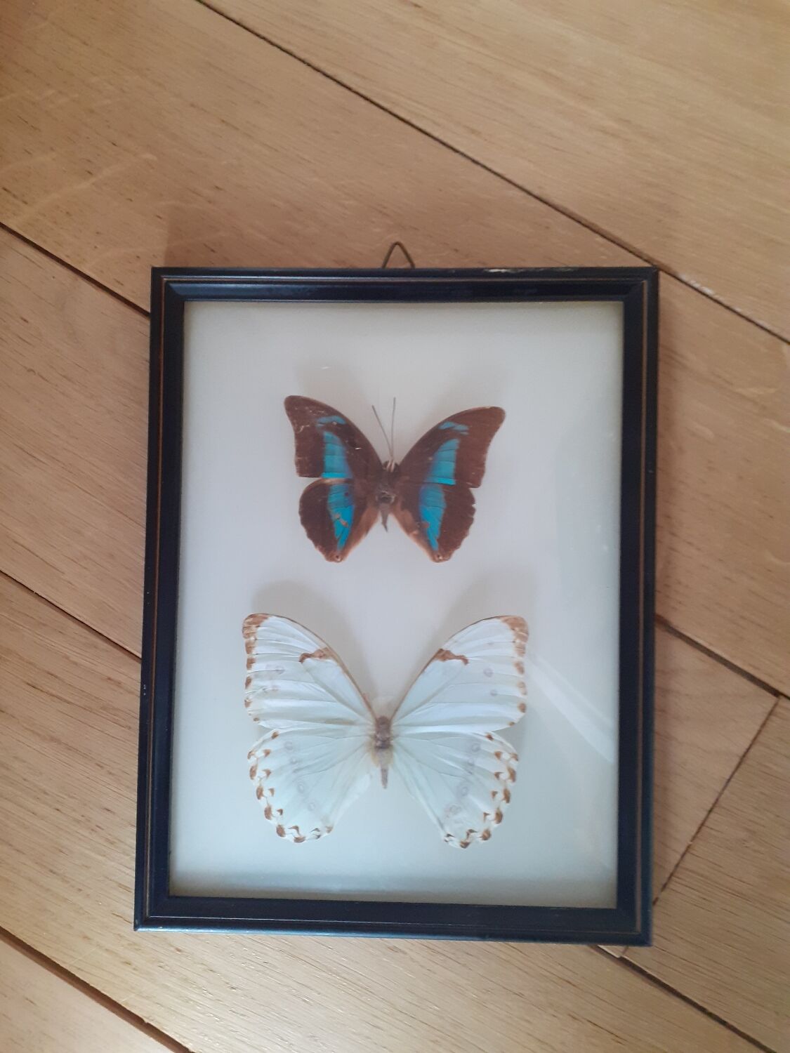 Lot de deux cadres de papillons exotiques