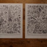Lithographies originales sur les fleurs