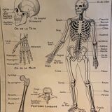 Pedagogical poster C. Dirand E.- E Carron - the skeleton of man