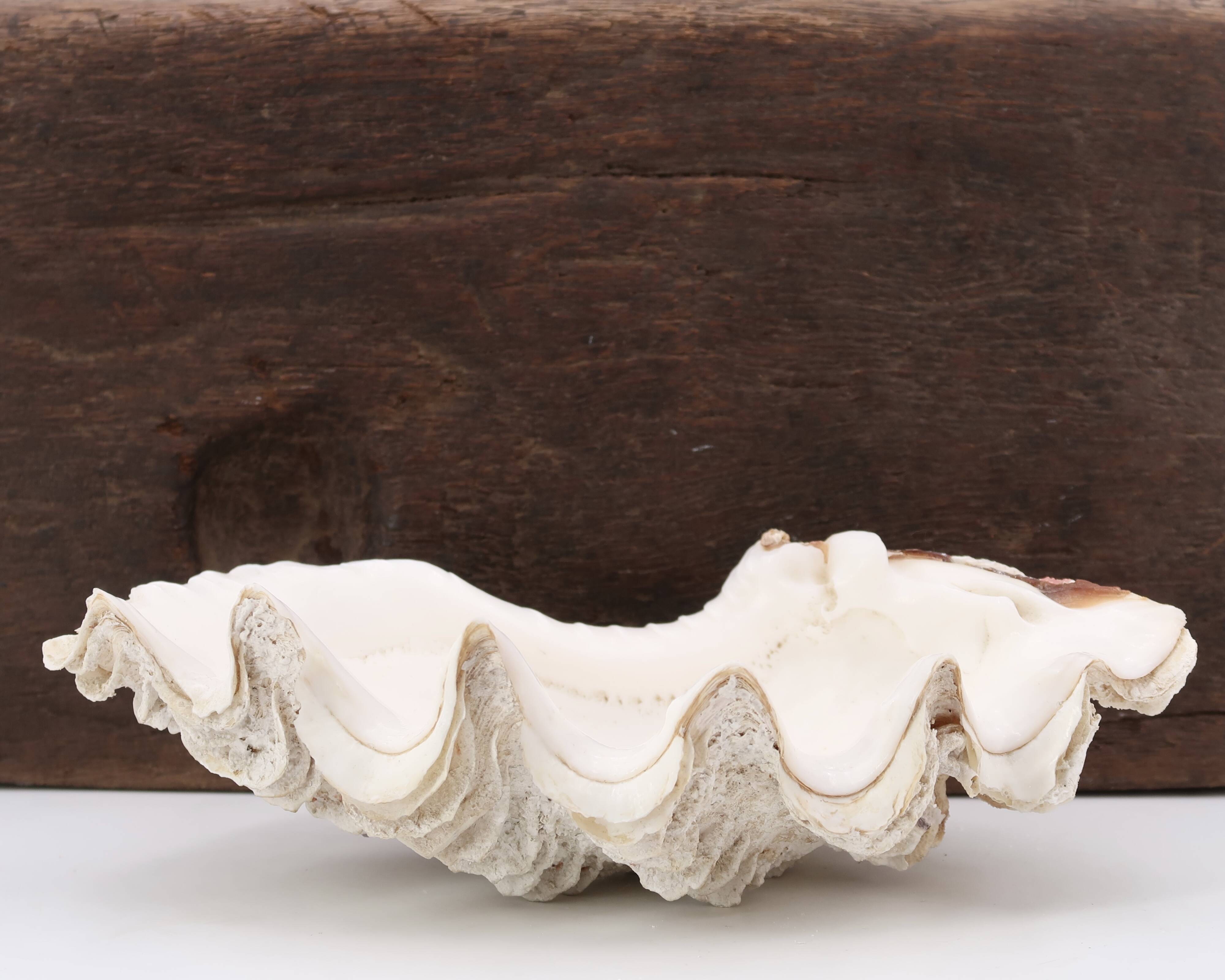 Holy water stoup shell emptier, 70s
