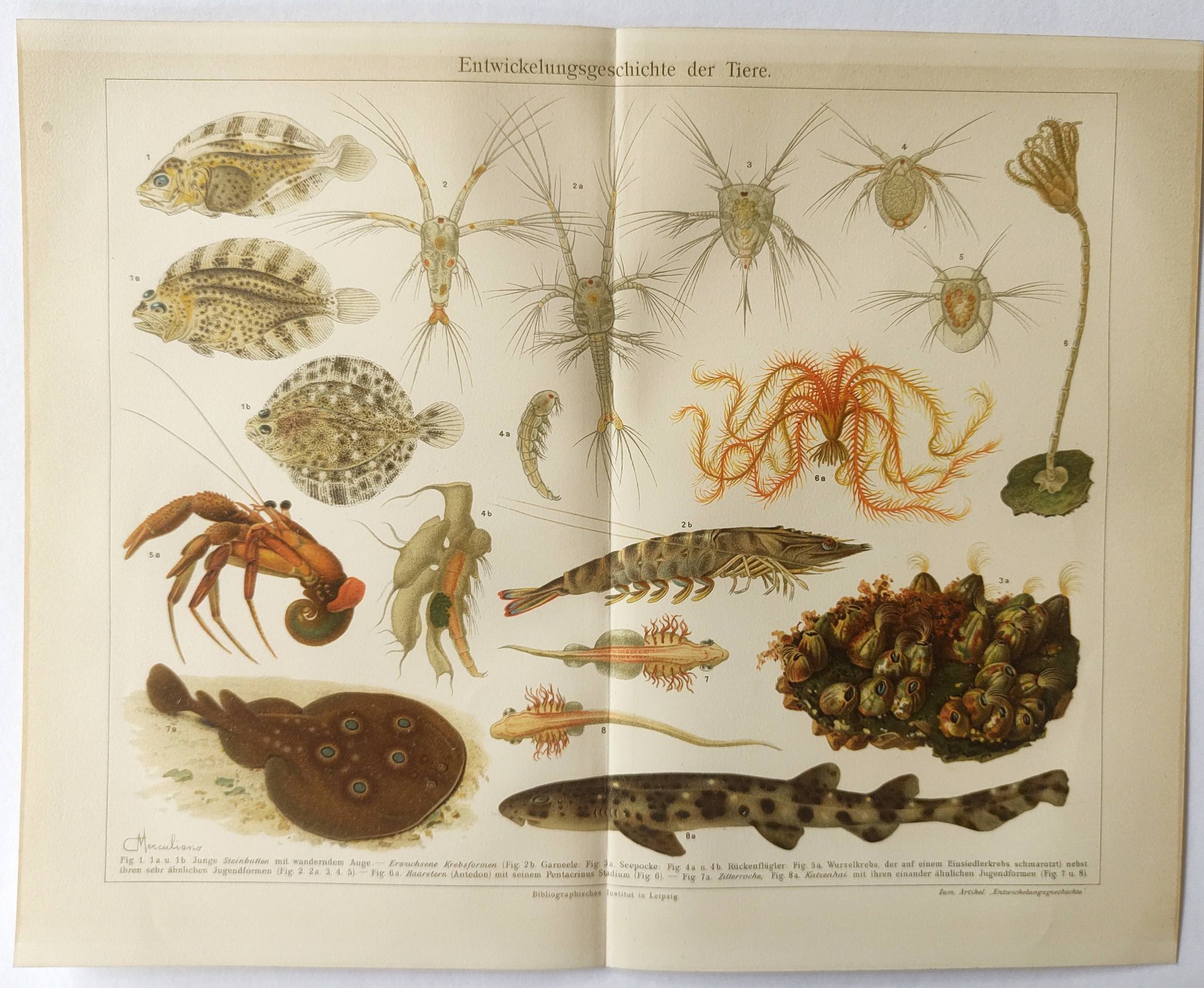 Lithographie ancienne 1909 - Animaux et évolution - planche zoologique