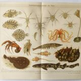 Lithographie ancienne 1909 - Animaux et évolution - planche zoologique