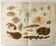 Antique lithograph 1909 - Animals and evolution - zoological plate