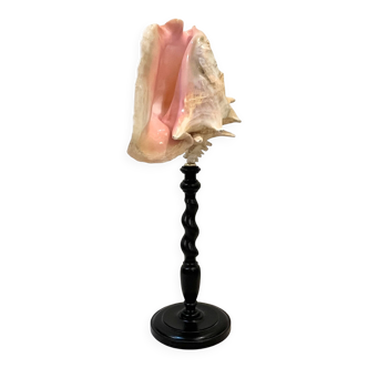 XXL 54 cm Old large conch shell on wooden base Napoleon III cabinet of curiosities foot
