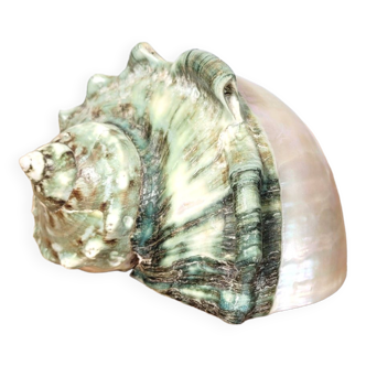 Coquillage Turban vert ou Turbo Marmoratus