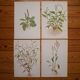 Lot de 4 planches botaniques Geigy