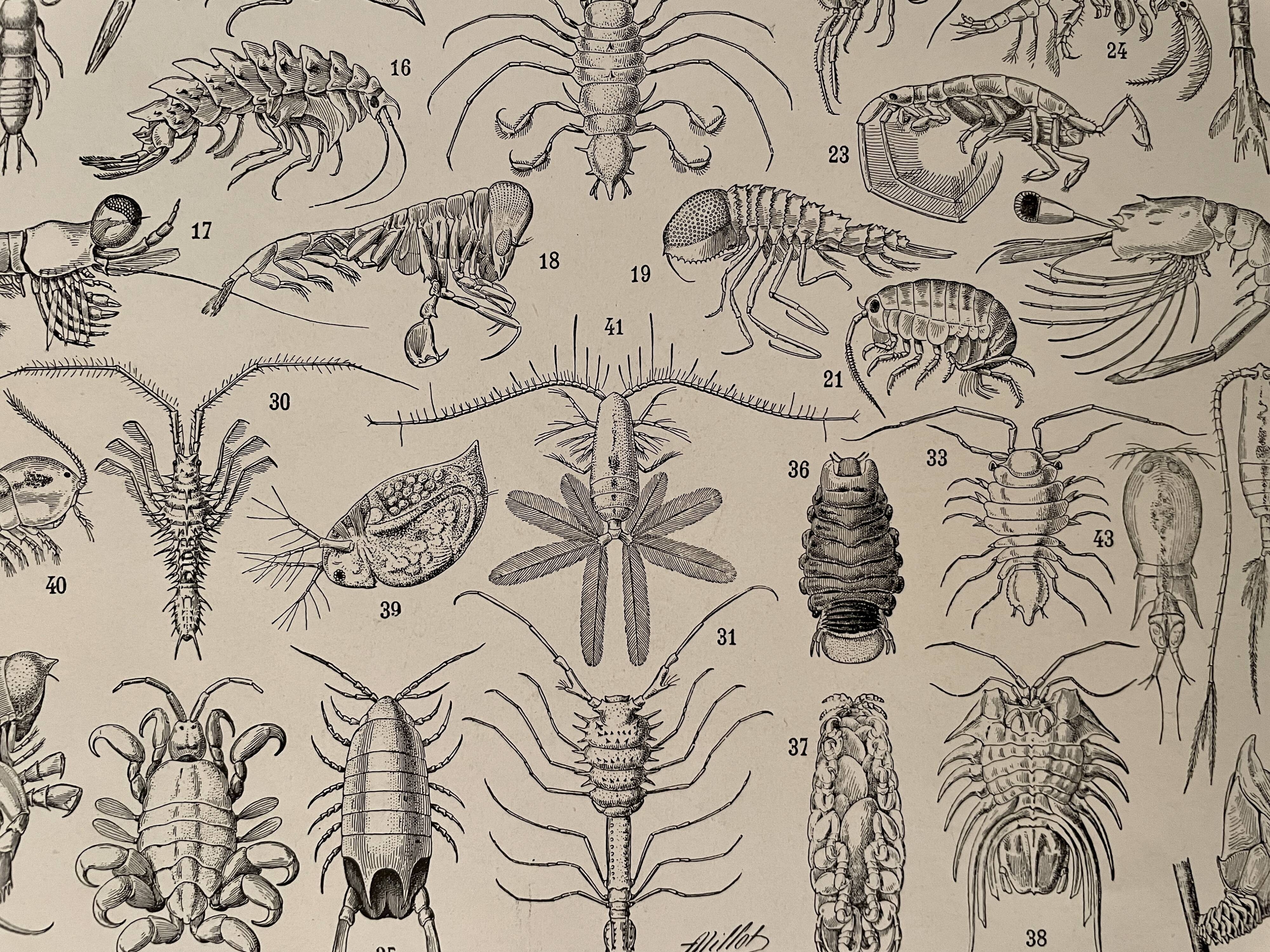 Lithograph on crustaceans - 1930