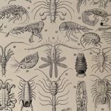 Lithograph on crustaceans - 1930