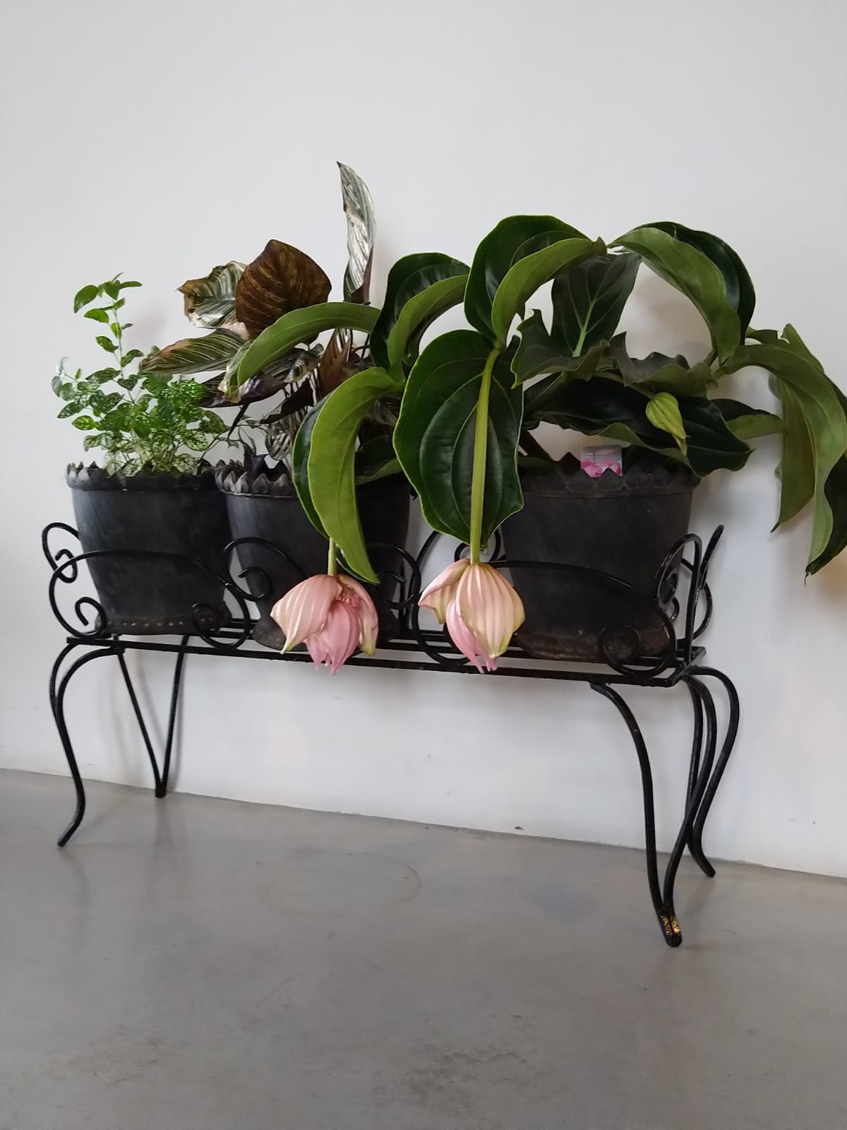 Jardinière en fer forgé