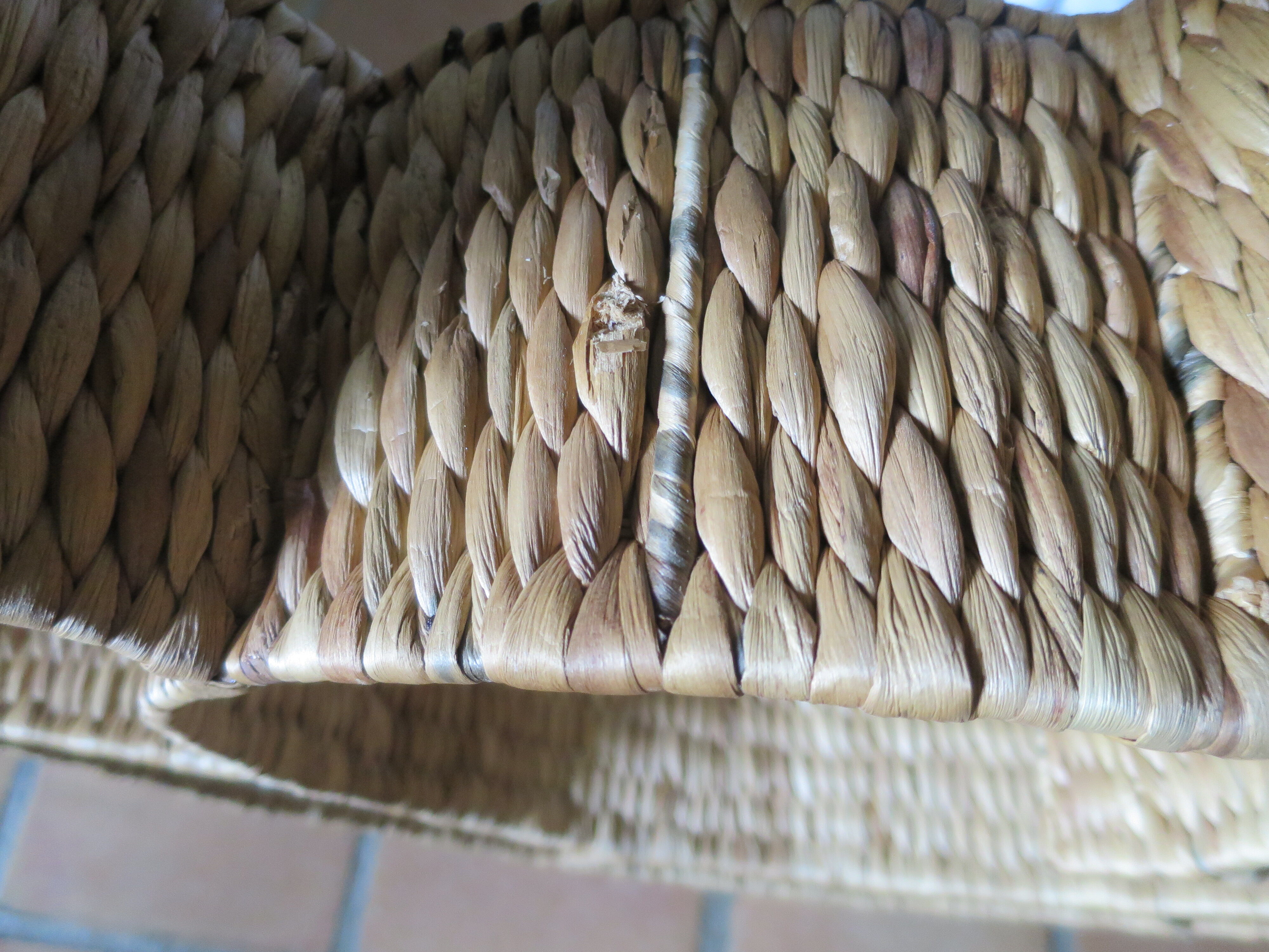 Round snail spiral shelf in sea rush