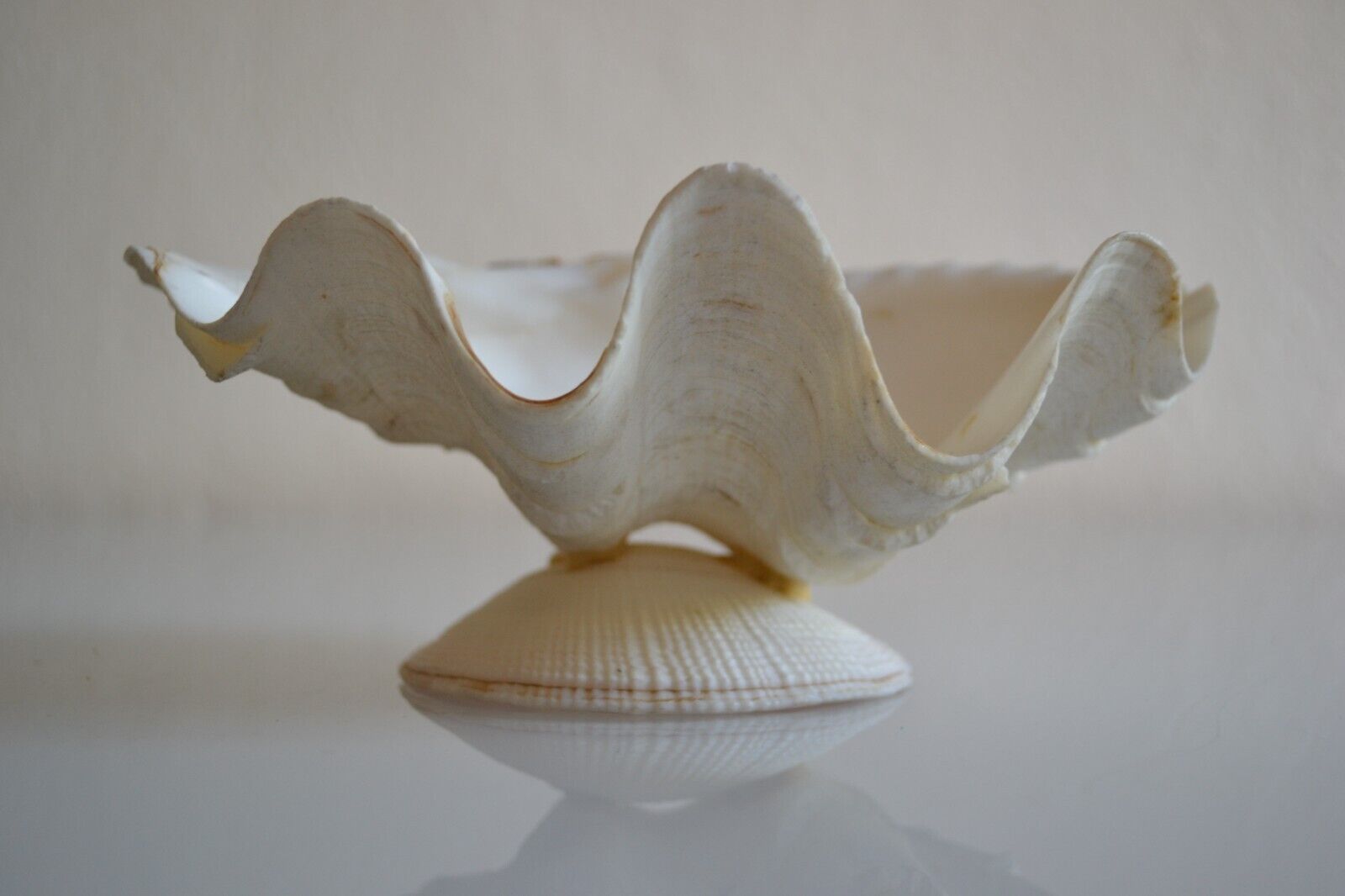 Clam shell in empty pocket