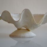 Clam shell in empty pocket