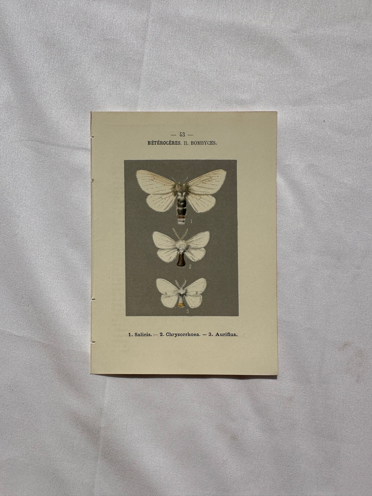 Botanical Plate 1800 Old naturalist engraving 19th century double-sided