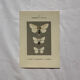 Botanical Plate 1800 Old naturalist engraving 19th century double-sided