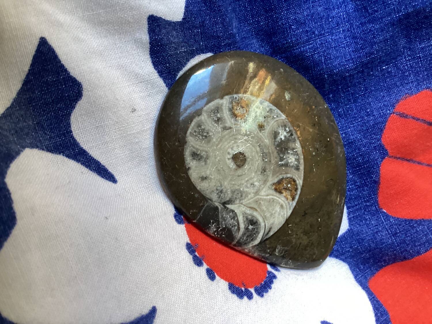 Small polished ammonite