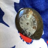 Petite ammonite polie