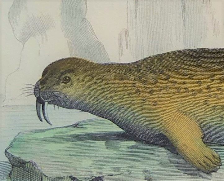 Original zoological board " seal & morse " - buffon 1840