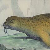 Original zoological board " seal & morse " - buffon 1840