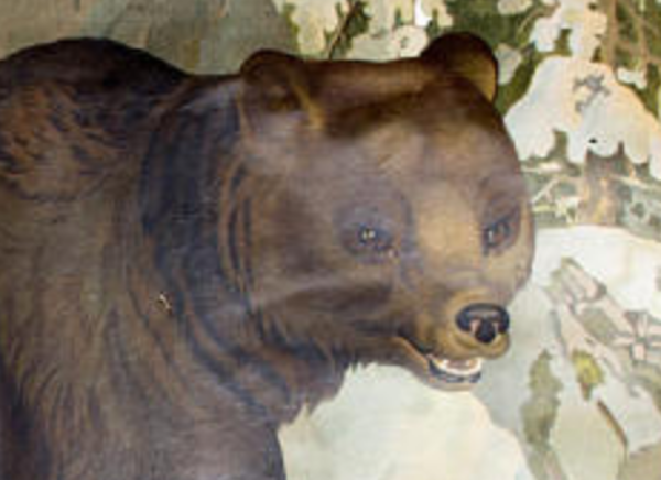 Affiche ''Ours'' grille éducatif 1891