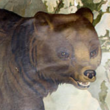 Affiche "Ours" grille éducatif 1891