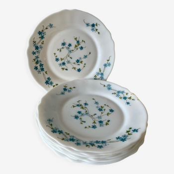 Myosotis dessert plates