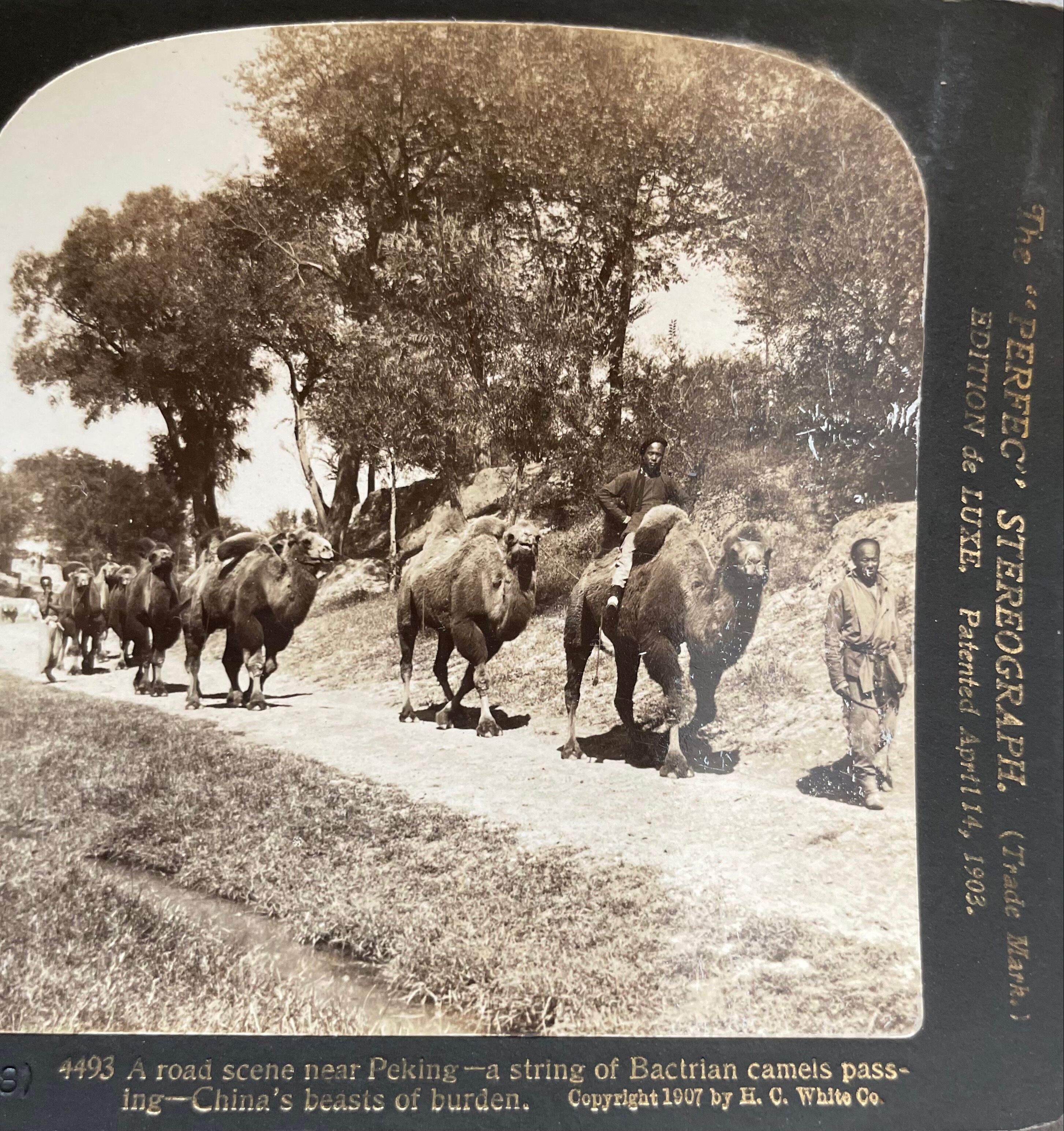 Old photography stereo, stereograph, luxury albumine 1903 camel line, Beijing, China