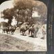 Old photography stereo, stereograph, luxury albumine 1903 camel line, Beijing, China