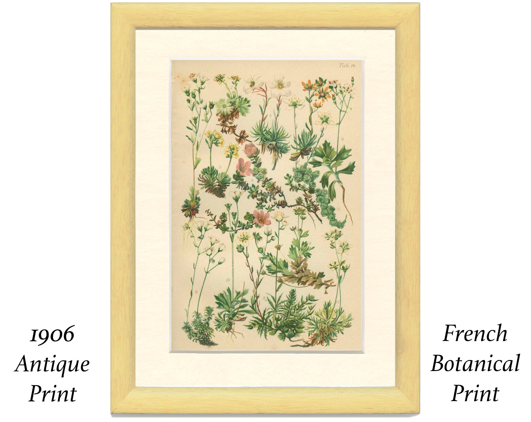 Botanical Plate 1906: saxifrage of the Alps (14)