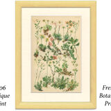 Botanical Plate 1906: saxifrage of the Alps (14)