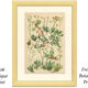Botanical Plate 1906: saxifrage of the Alps (14)