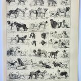 Old engraving 1898, Breed of dog, shepherd • Lithograph, Original plate