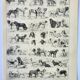 Old engraving 1898, Breed of dog, shepherd • Lithograph, Original plate