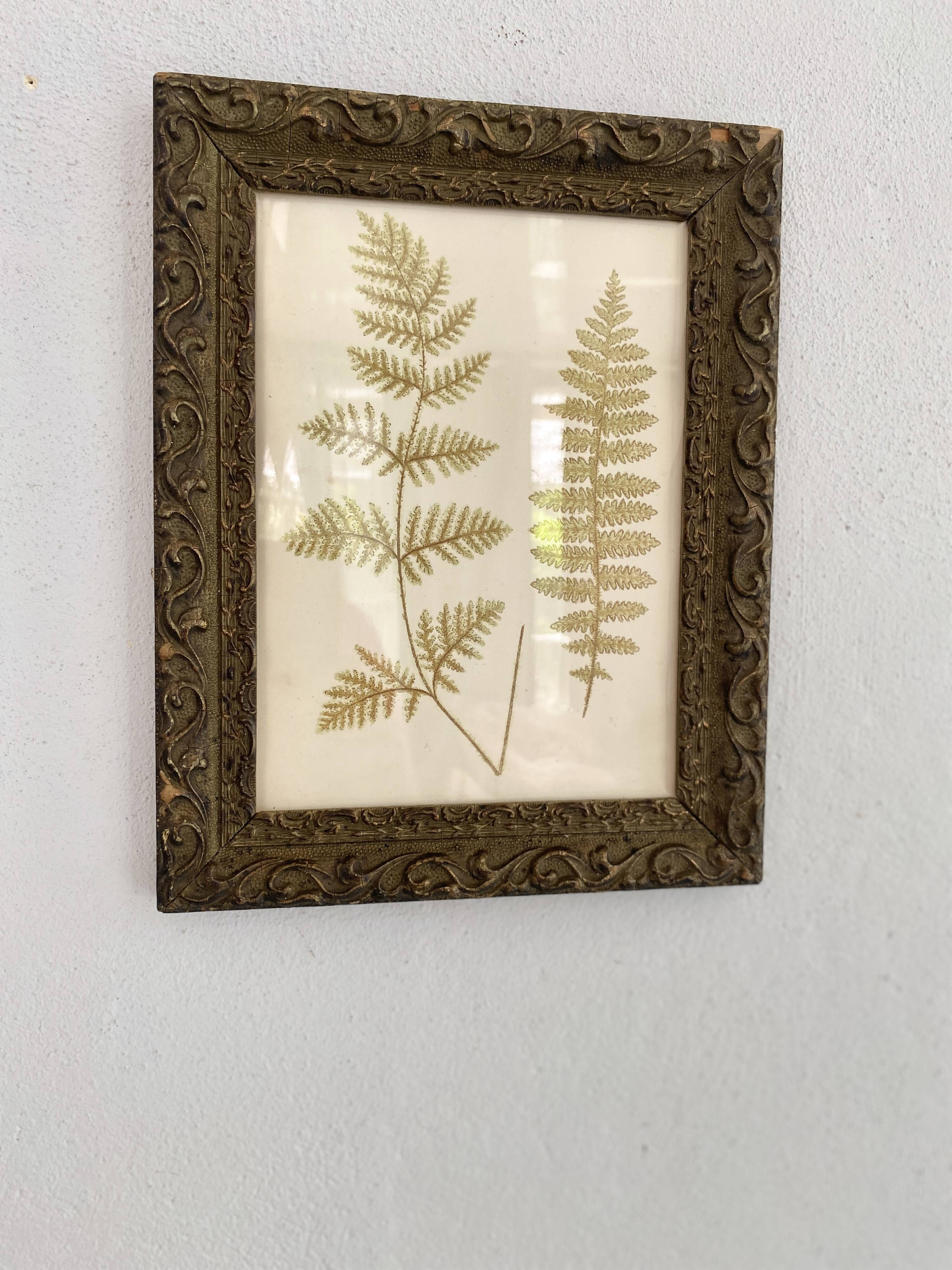 Victorian era botanical board, wooden molding frame