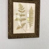 Victorian era botanical board, wooden molding frame