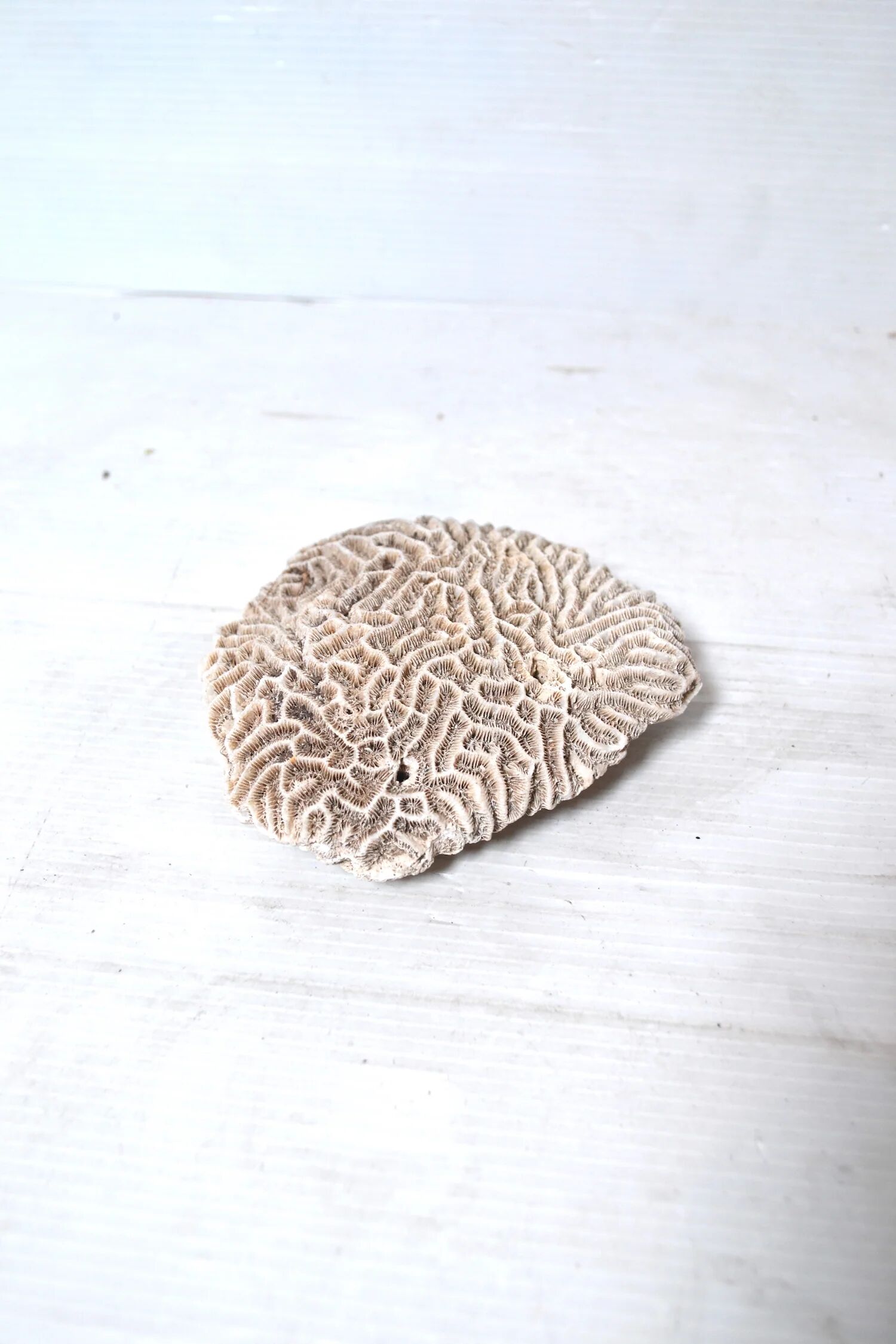 Natural white coral