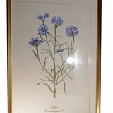 Framed botanical engraving lithography by JW Boussac - the blueberry