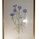 Lithographie gravure botanique encadrée signée JW Boussac - le bleuet