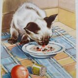 Zoological poster - Siamese cat