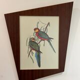 Old parrot lithograph