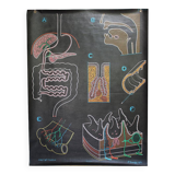 Poster of the digestive system Doctor Auzoux