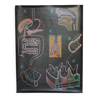 Poster of the digestive system Doctor Auzoux