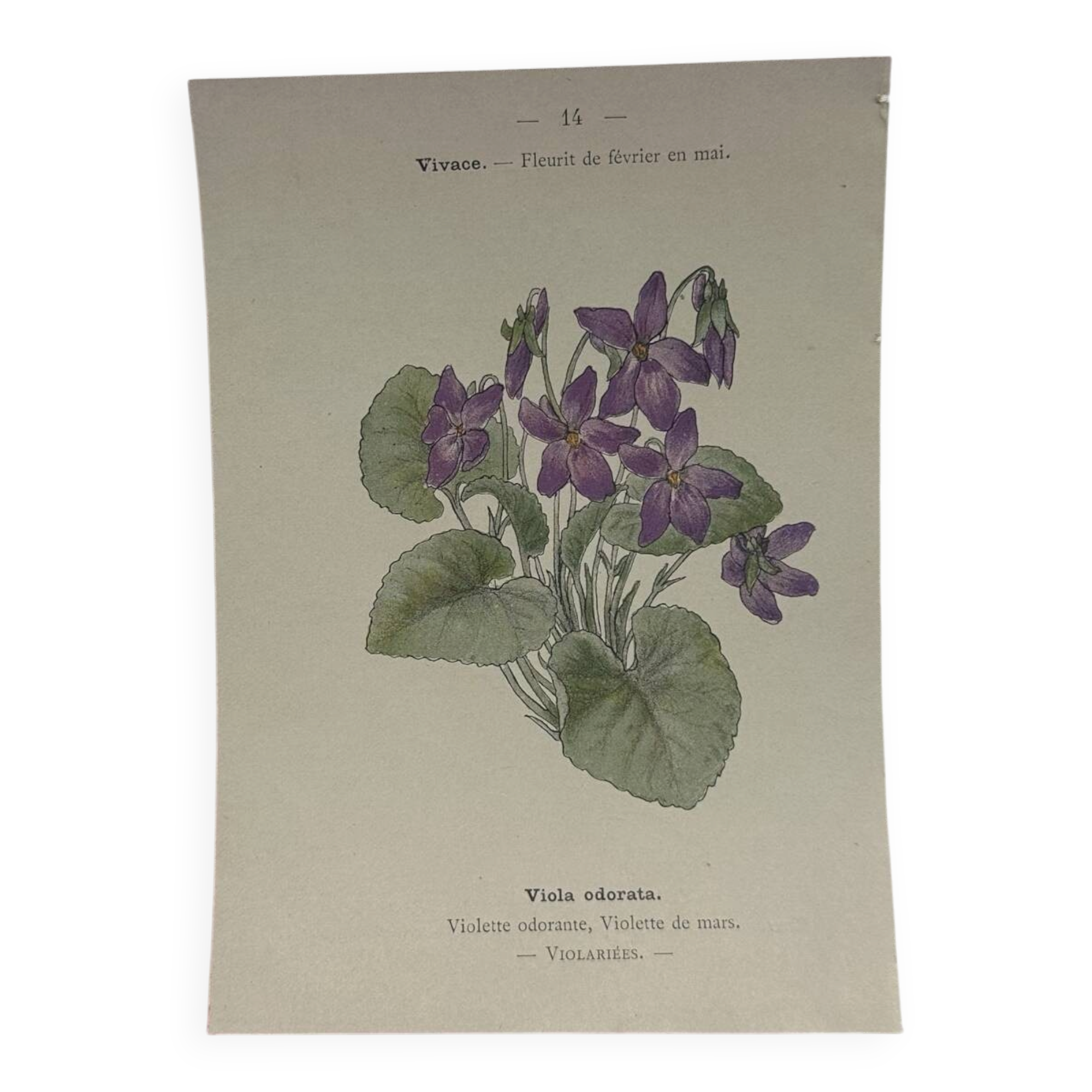 🌿 Botanical Plate Old Naturalist Engraving 19th Century Double-Sided A