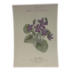 🌿 Botanical Plate Old Naturalist Engraving 19th Century Double-Sided A