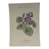 🌿 Botanical Plate Old Naturalist Engraving 19th Century Double-Sided A